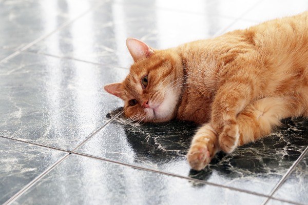 kalmot-at-kagat-ng-pusa-first-aid