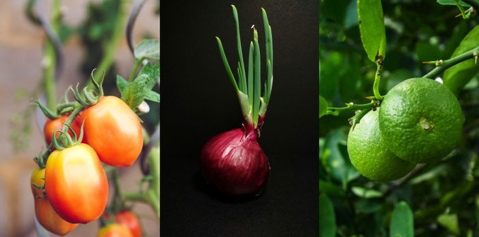 #TipidTips: How to grow your own vegetables indoors