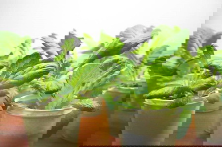 #TipidTips: How to grow your own vegetables indoors