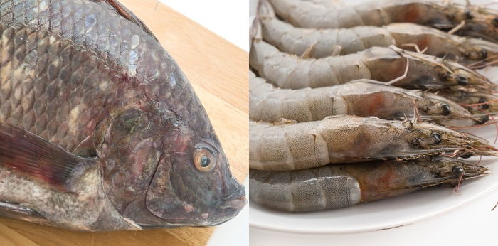 BFAR nagbabala sa pagbili ng tilapia at hipon dahil sa virus na nakita dito