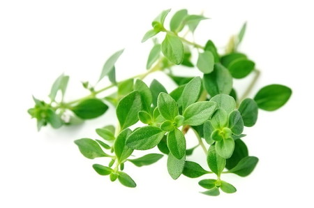 halamang gamot sa sipon