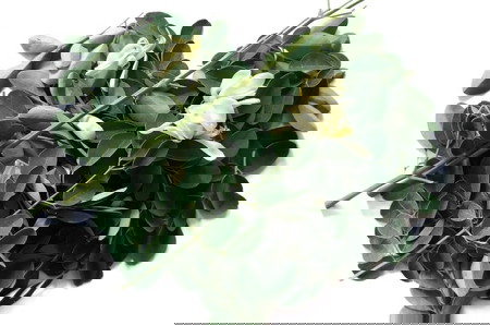 malunggay capsule for breastfeeding