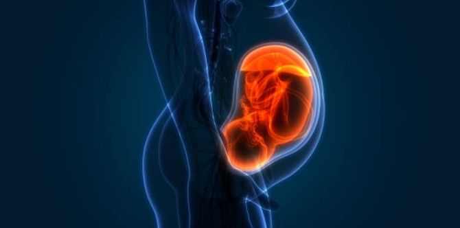 Placental development: Why it plays an important role during your pregnancy