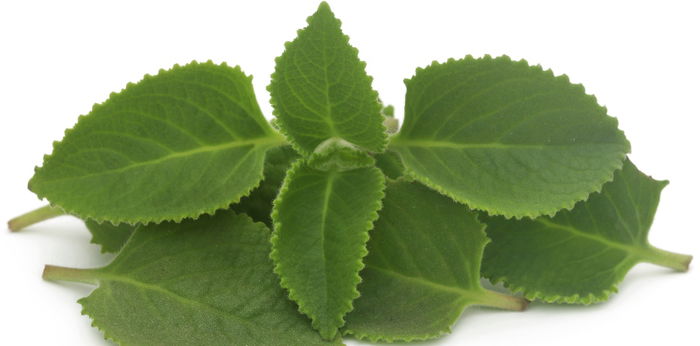 Oregano for Cough: Ways to use Oregano for cough