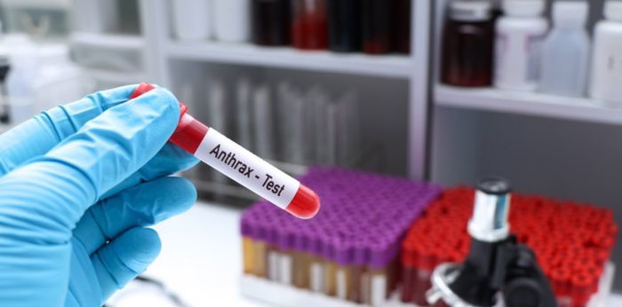 Sakit ng hayop na nakahahawa sa tao: Anthrax oubreak sa Laos mino-monitor ng DOH