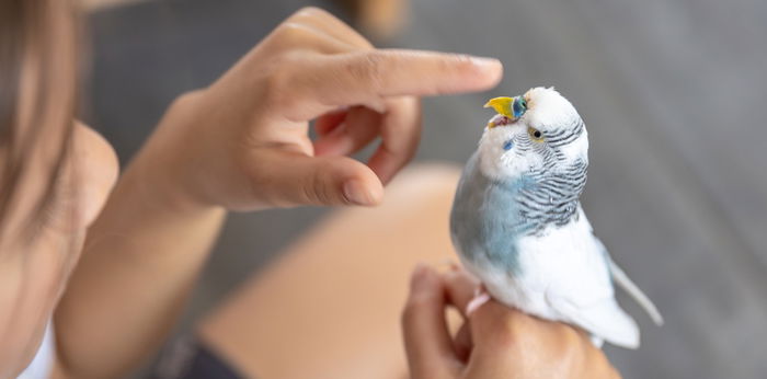 Safest Hypoallergenic Pets for Children with Sensitive Skin or Lungs