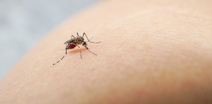4 na sakit na nakukuha mula sa kagat ng lamok—bukod sa dengue