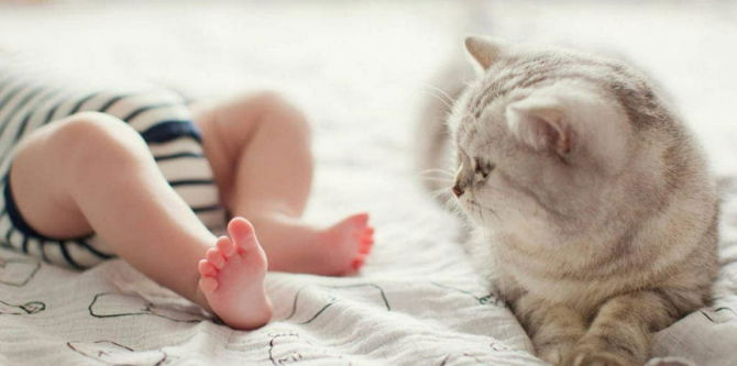Keeping Pets at Home: 5 Tips to Prepare for a Newborn Baby