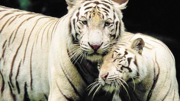 Singapore Zoo – Animal Lovers!!