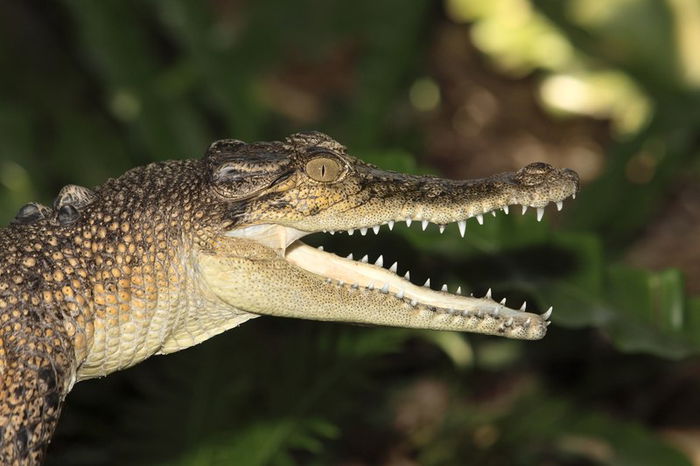 Croc Away! A sneak peek to the crocodilarium!