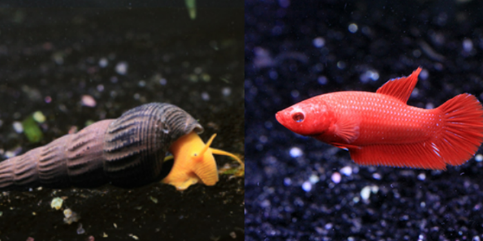 Guide to Family-Friendly Qian Hu Fish Farm: Longkang Fishing, Fish Spa and More