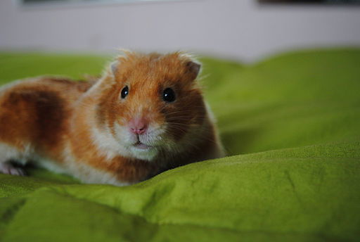 Mother Forced Her Son To Kill His Pet Hamster