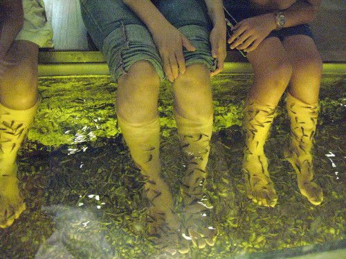 Foot massage by fish can cause HIV