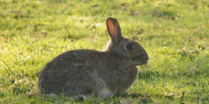 Welcome to the Rabbit year