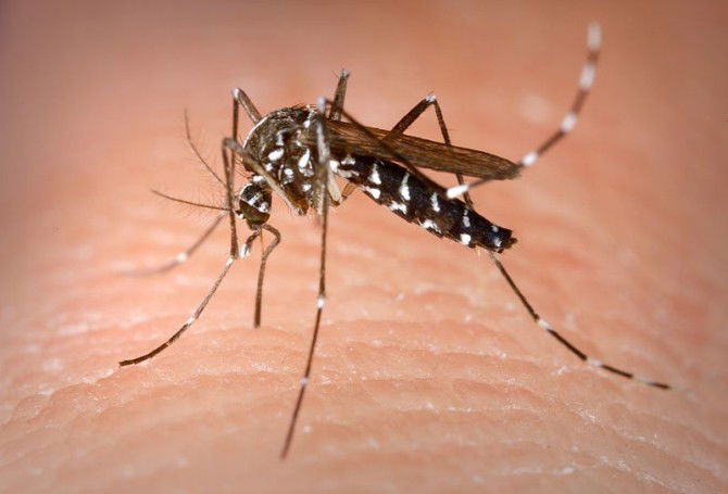 Dengue fever : Mozzies are back!