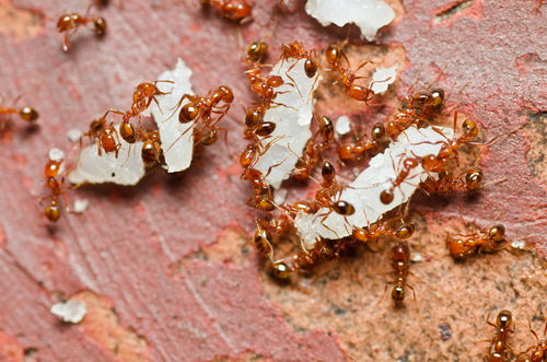 Baby eaten by red ants in dump!