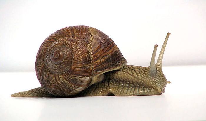 Your night cream might be made of snail slime!