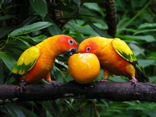 Birdz of Play at Jurong Bird Park this School Holidays!