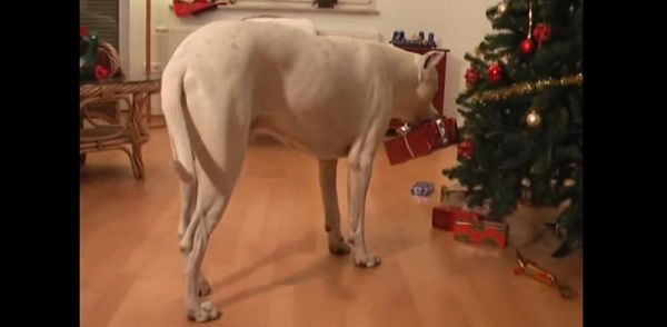 These dogs did something amazing when their owners left the house!