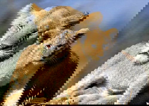 What Kind Of Animal Mummy Are You? - Take this fun quiz!