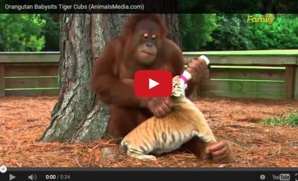 Guess who's the new babysitter to these tiger cubs?