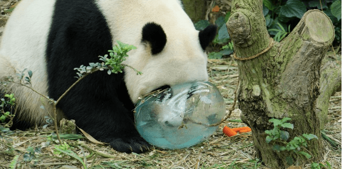 Time to get your game on at River Safari this June!