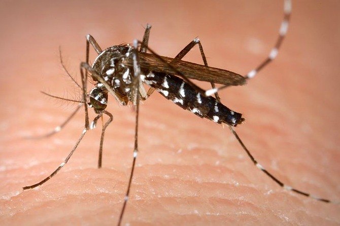 Dengue Fever In Children: All You Need To Know About This Deadly Disease