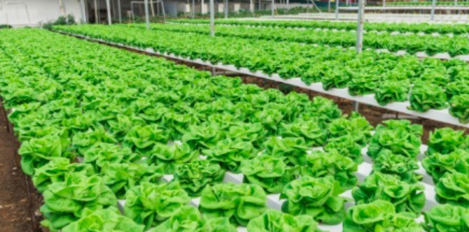 5 hidden farms in Singapore you never knew about until now!