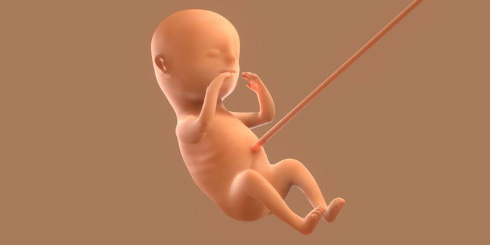 Pregnancy Guide: What You Need to Know at 15 Weeks Pregnant