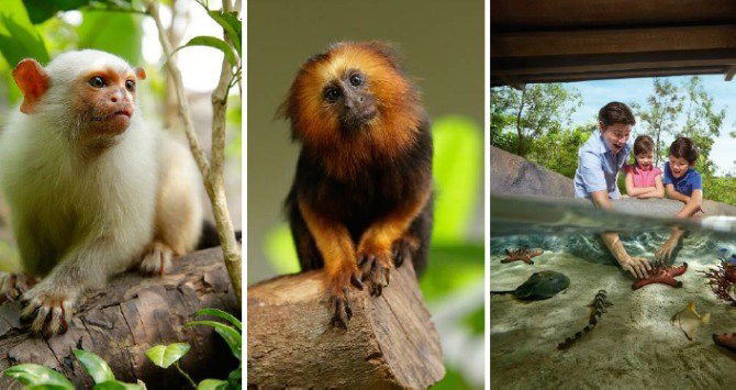 New exciting River Safari exhibits you should visit