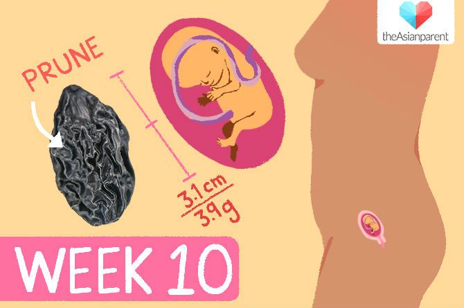 week by week pregnancy guide: week 10
