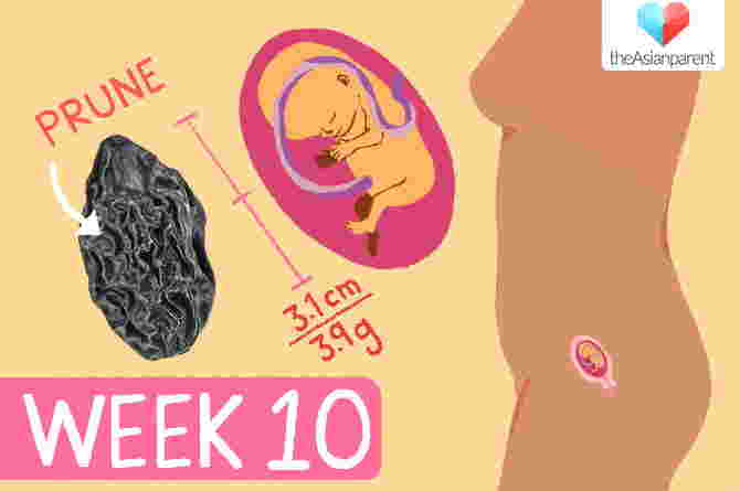 week by week pregnancy guide: week 10