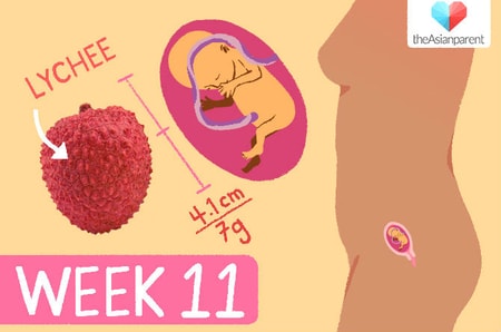 week 11 of pregnancy