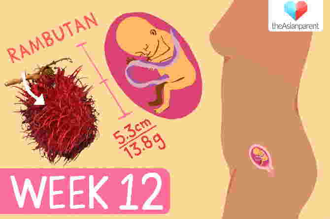 week by week pregnancy guide: week 12