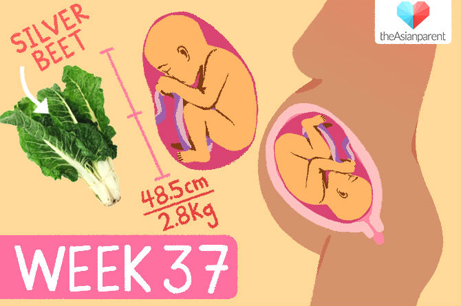 week by week pregnancy guide: week 37