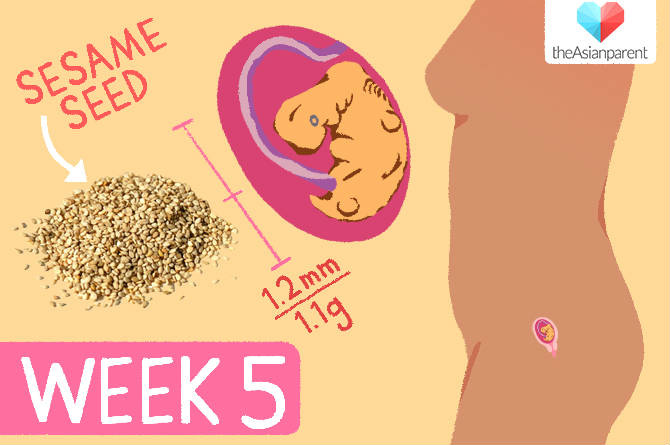 week 5 of pregnancy