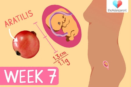 pregnancy week 7