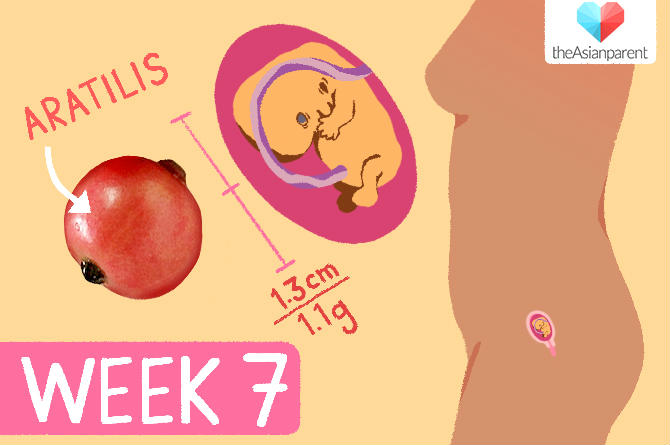 week by week pregnancy guide: week 7