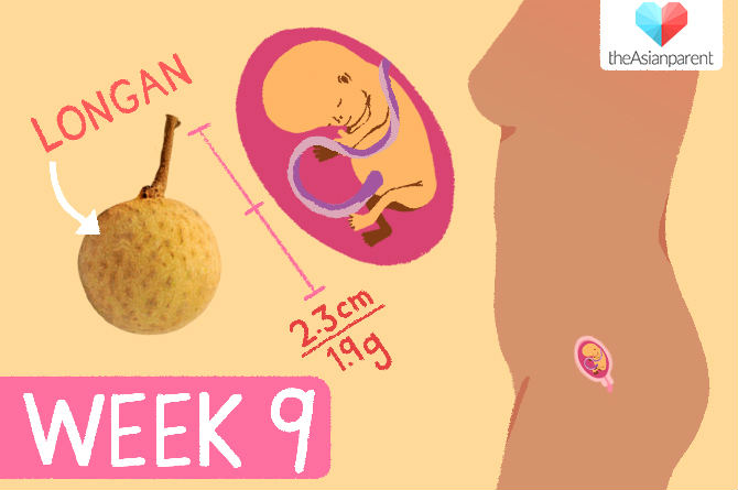 week by week pregnancy guide