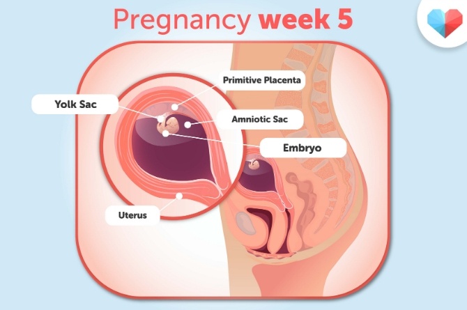 pregnancy week 5