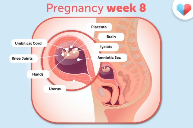 pregnancy week 8
