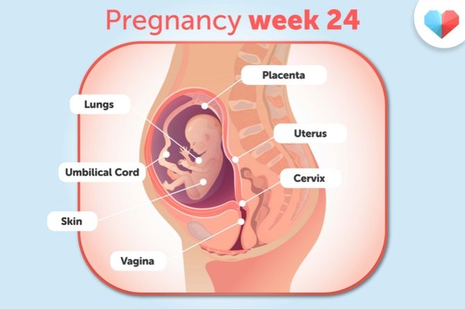week 24
