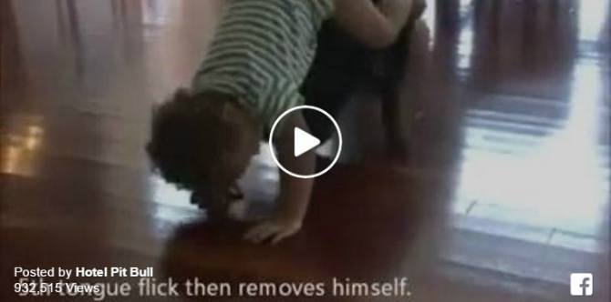 Watch this: Parents, do not treat your pet like a toy!