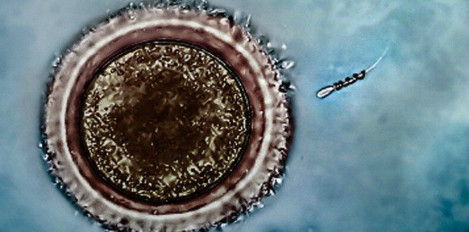 Just in: Spermbots to tackle infertility in men