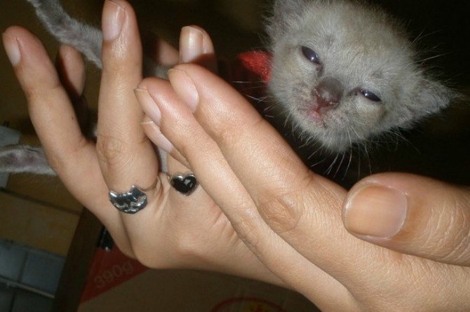 pets, cat, kitten, how to be a loving mother, mum, parenting