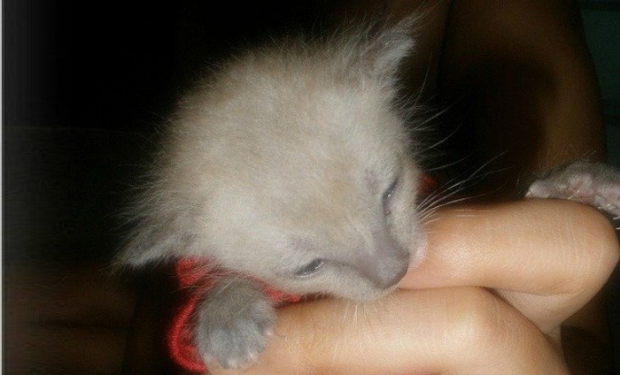 pets, cat, kitten, how to be a loving mother, mum, parenting