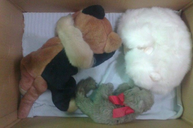 Ozzy would sleep in his box as we were still trying to buy a nice new basket for him