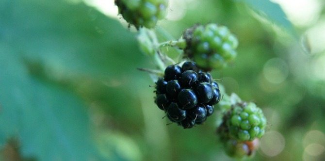 Toddler chokes to death on a blackberry