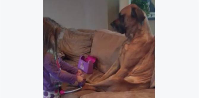 Watch: Adorable little girl plays doctor to her sick dog
