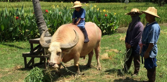 Chiang Mai — For That Tech-Free Family Holiday!